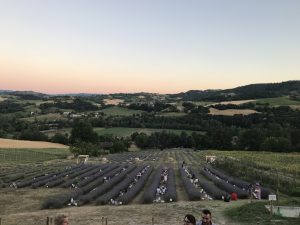 PIC- NIC TRA LA LAVANDA a Viano, Reggio Emilia