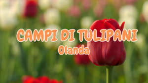 FIORITURA TULIPANI IN OLANDA: QUANDO E DOVE VEDERLI