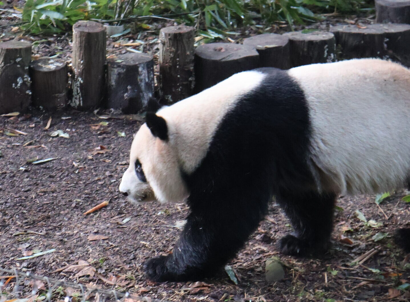 Chengdu cosa vedere: guida alla città dei panda in Cina